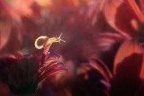 Nahaufnahme einer Miniaturschnecke auf einer roten Blume, Indonesien — Stockfoto