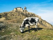 Une belle vue sur une chèvre de montagne dans les montagnes — Photo de stock