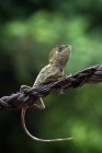 Lagarto dragón del bosque en una rama, Indonesia - foto de stock