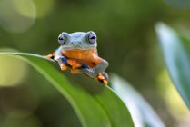 Зелена деревна жаба сидить на листі (Індонезія). — стокове фото