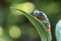 Зелена деревна жаба сидить на листі (Індонезія). — стокове фото