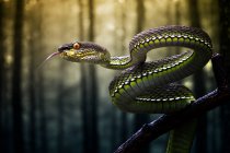 Serpiente víbora enrollada en una rama en la selva, Sumatra, Indonesia - foto de stock