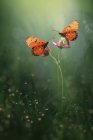 Dos mariposas en capullos de flores, Indonesia - foto de stock