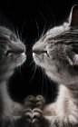 Portrait of a tabby cat looking at its reflection — Stock Photo