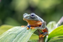 Літаюча деревна жаба сидить на листі (Індонезія). — стокове фото