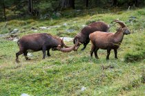 Dois combates Ibex, Lauterbrunnen Valley, Berna, Suíça — Fotografia de Stock