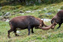 Dos Ibex luchando, Lauterbrunnen Valley, Berna, Suiza - foto de stock