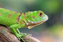 Portrait of a green iguana on a branch, Indonesia — Stock Photo