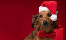 Дахшунд сидить перед різдвяним подарунком у капелюсі Санта та краватці — стокове фото