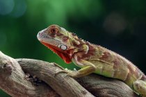 Baby super red iguana on a branch, Indonesia — Stock Photo