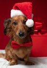 Dachshund sitting in front of a Christmas gift wearing a Santa hat and bow tie — Stock Photo