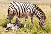 Zebra foal lying next to its mother, Rietvlei Nature Reserve, South Africa — Stock Photo