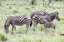 Dazzle of zebras in the bush, Pilansberg Nature Reserve, South Africa — Stock Photo