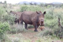 Due rinoceronti decorati nel cespuglio, Riserva Naturale di Pilansberg, Sud Africa — Foto stock