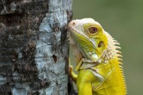 Primo piano di un'iguana albina gialla su un albero, Indonesia — Foto stock
