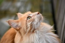 Retrato de um gengibre Maine casulo gato olhando para cima — Fotografia de Stock
