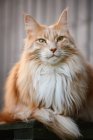 Portrait of a ginger Maine coon cat sitting on a terrace — Stock Photo