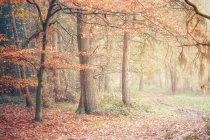 Paisaje forestal otoñal, Warwickshire, Inglaterra, Reino Unido - foto de stock
