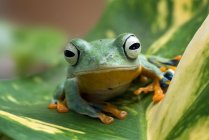 Flying tree frog on a leaf, Indonesia — Stock Photo