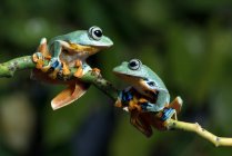 Two flying frogs on a branch, Indonesia — Stock Photo