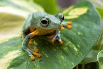 Flying tree frog on a leaf, Indonesia - foto de stock
