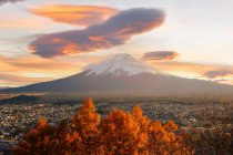 Monte Fuji ao pôr do sol com uma árvore de bordo em primeiro plano, Honshu, Japão — Fotografia de Stock