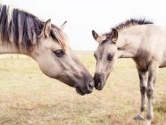 Две лошади стоят носом к носу на лугу, Польша — стоковое фото