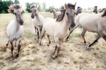 Troupeau de chevaux blancs en fuite, Pologne — Photo de stock