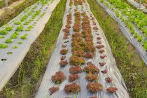 Gemüse wächst in einem hydroponischen Gewächshaus, Thailand — Stockfoto