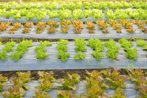 Gemüse wächst in einem hydroponischen Gewächshaus, Thailand — Stockfoto