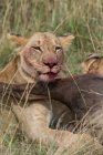 Primer plano de una leona comiéndose su presa, Kenia - foto de stock