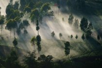 Деревья в тумане, гора Бромо, Восточная Ява, Индонезия — стоковое фото
