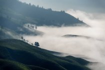 Дерева в тумані, гора Бромо, Східна Ява, Індонезія — стокове фото