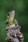Anglehead lizard on a branch looking up, Indonesia — Stock Photo
