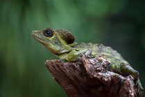 Anglehead lizard on a branch looking up, Indonesia — Stock Photo
