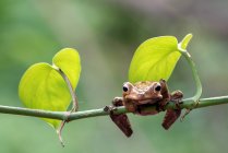 Borneo rana albero orecchio su un ramo, Indonesia — Foto stock