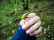 Nahaufnahme eines Miniaturfrosches auf einer Hand, Polen — Stockfoto