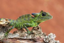 Anglehead lizard on a branch, Indonesia — Stock Photo