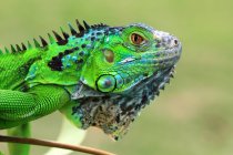 Retrato de cerca de la cabeza de una iguana, Indonesia - foto de stock