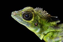 Primer plano de un lagarto anglehead, Indonesia - foto de stock