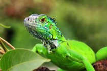 Close-up de uma iguana em uma filial, Indonésia — Fotografia de Stock