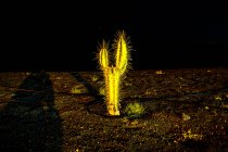 Nachts beleuchtete Kakteenpflanze, Lanzarote, Kanarische Inseln, Spanien — Stockfoto