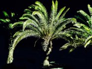 Palmiers illuminés la nuit, Lanzarote, Îles Canaries, Espagne — Photo de stock