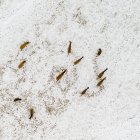 Vista aérea de renos caminando en el paisaje rural en la nieve, Lituania - foto de stock