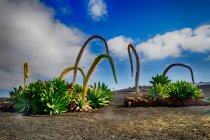 Gigantische Pflanzen wachsen in Lavafeld, Lanzarote, Kanarische Inseln, Spanien — Stockfoto