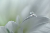 Primer plano de una gota de rocío matutino sobre un pétalo de flor - foto de stock