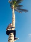 Niña trepando una palmera, Islas Canarias, España - foto de stock