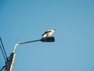 Tiefansicht eines Storchs, der auf einer Straßenlaterne steht, Polen — Stockfoto