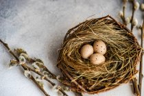 Пасхальное яйцо в птичьем гнезде с ивовыми ветвями. — стоковое фото