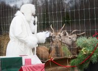 Santa Claus feeding reindeer on a farm, Lithuania — Stock Photo
